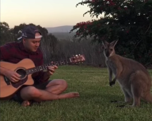 Úgy hallgatja a kenguru a természet lágy ölén gitározó férfit, mintha ez volna a legtermészetesebb dolog a világon