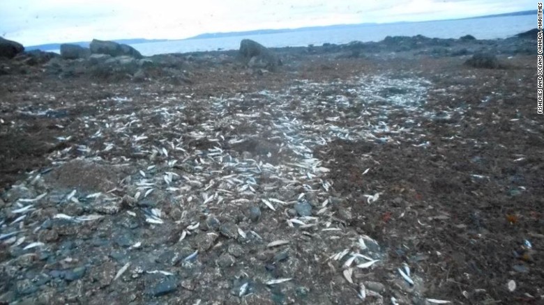Húszezer döglött halat, rákot és egyebet dobott partra a víz Kanadában