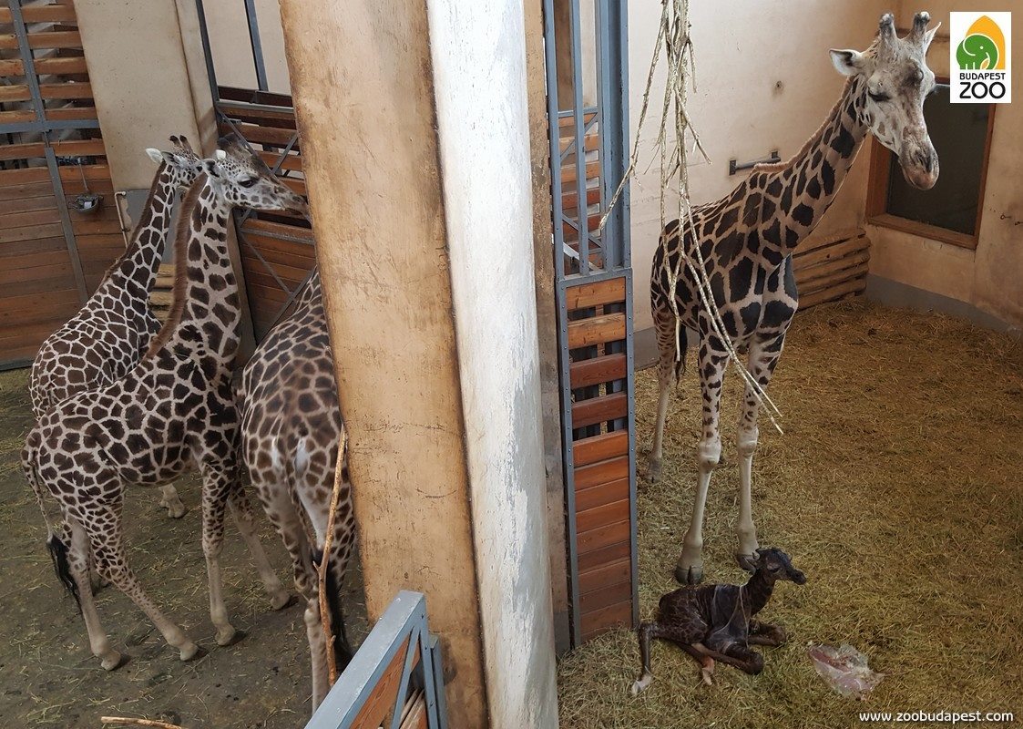 2017 első budapesti állatkerti babája egy zsiráf