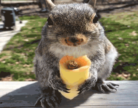New Hampshire-ben egy egész városrész maradt áram nélkül egy piromán mókus miatt
