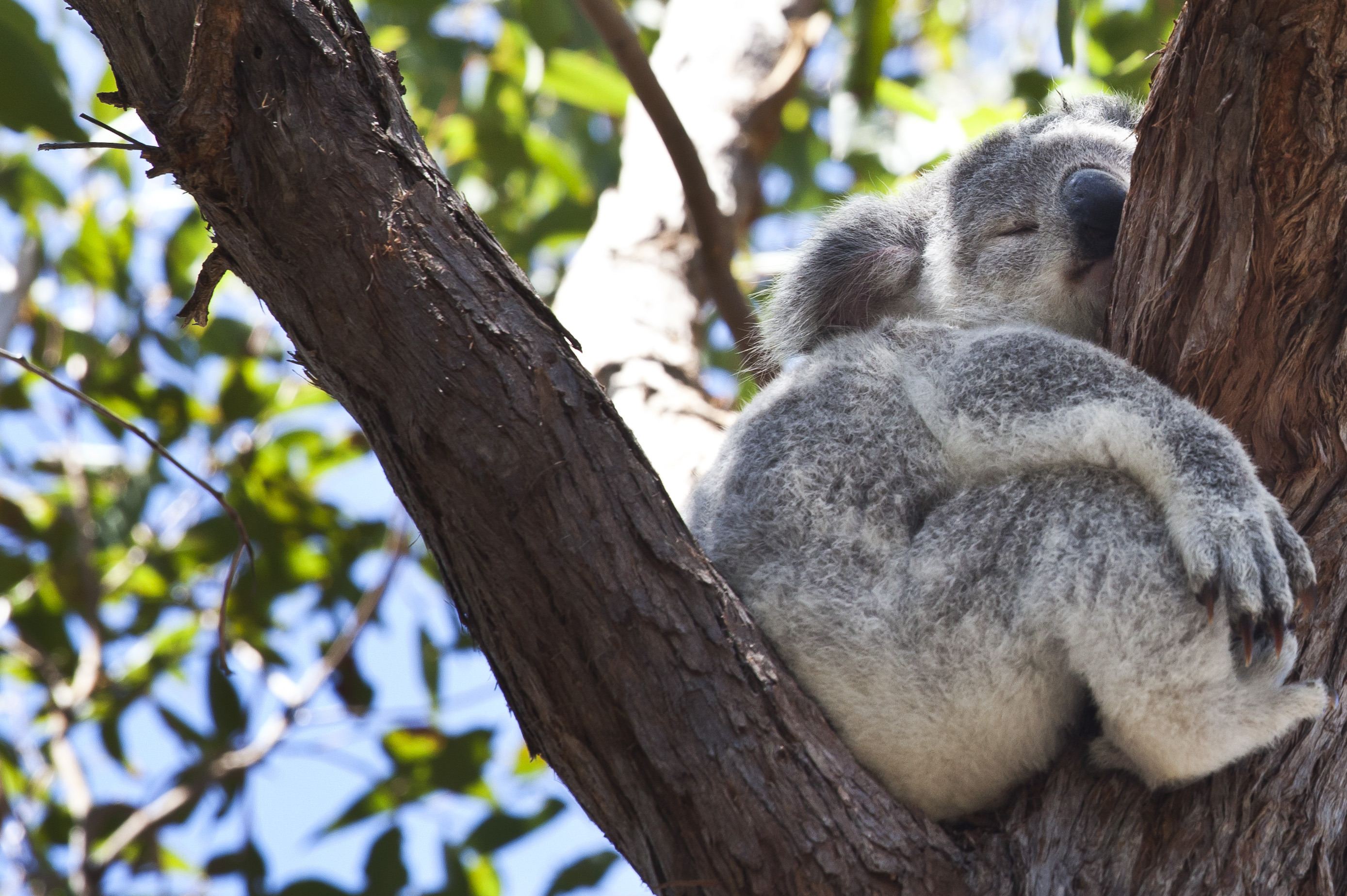 Állatkínzással vádolnak egy ausztrál földtulajdonost, mert a területrendezése miatt több tucat koala pusztult el