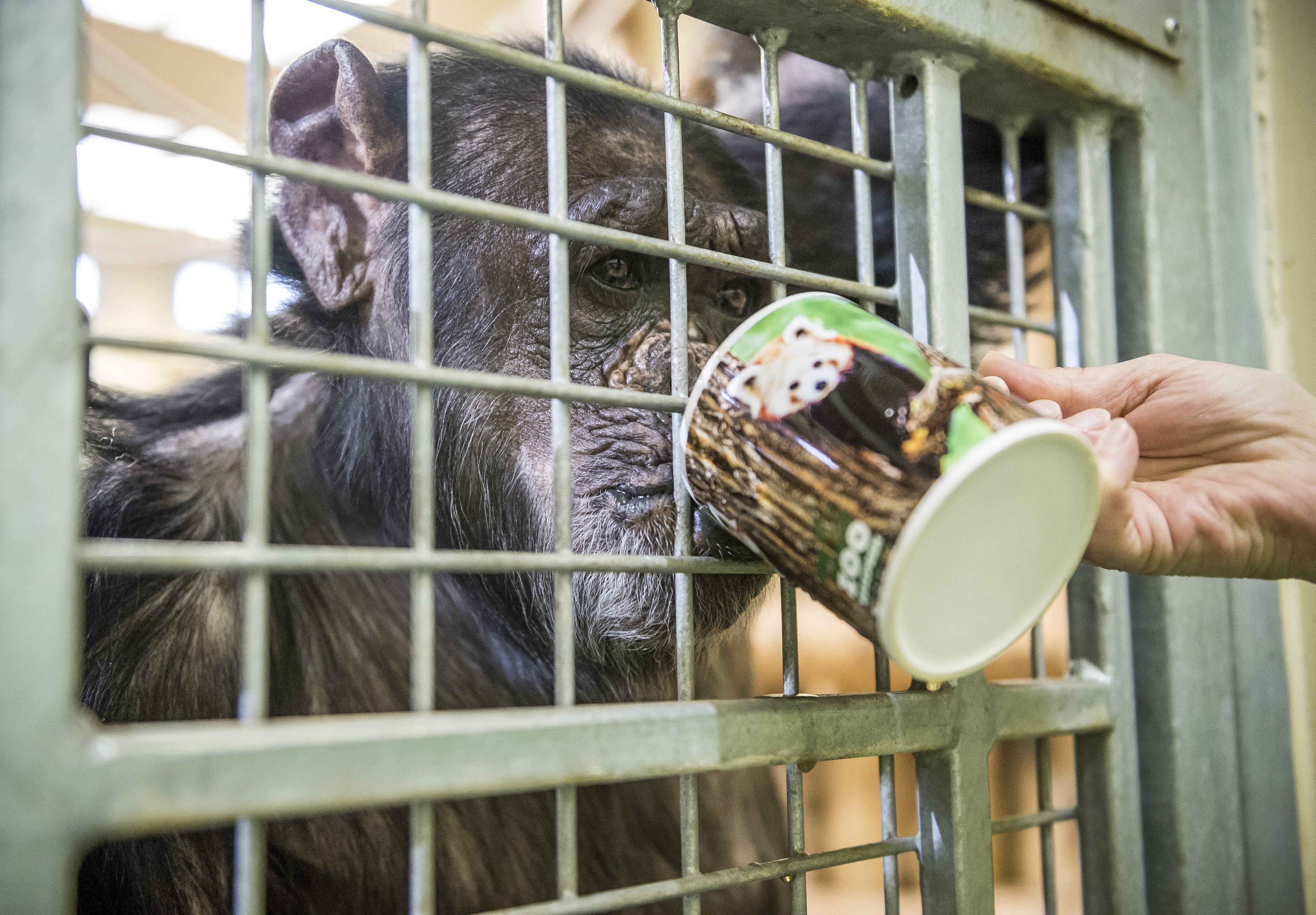 Meleg teával itatják a Veszprémi Állatkert csimpánzait