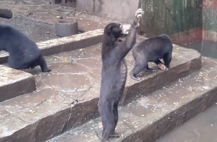 Csontsovány maláj medvék könyörögnek ételért egy indonéziai állatkertben
