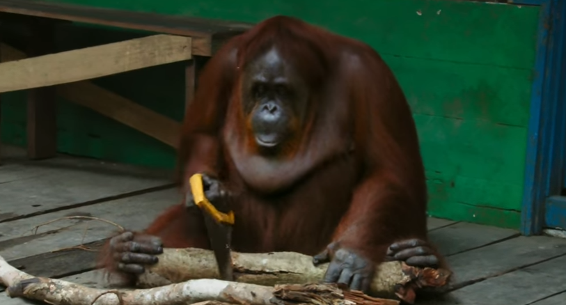 Fűrész került az orangután elé, úgy kezdte el használni, mintha a világ legtermészetesebb dolga lenne