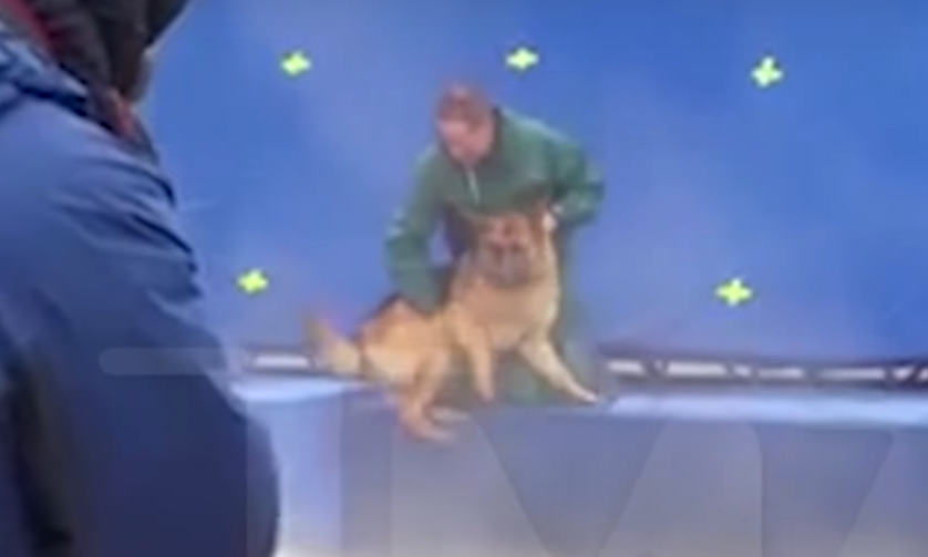 Beleerőszakolták a habzó vízbe a németjuhászt a cuki kutyákról szóló film forgatásán