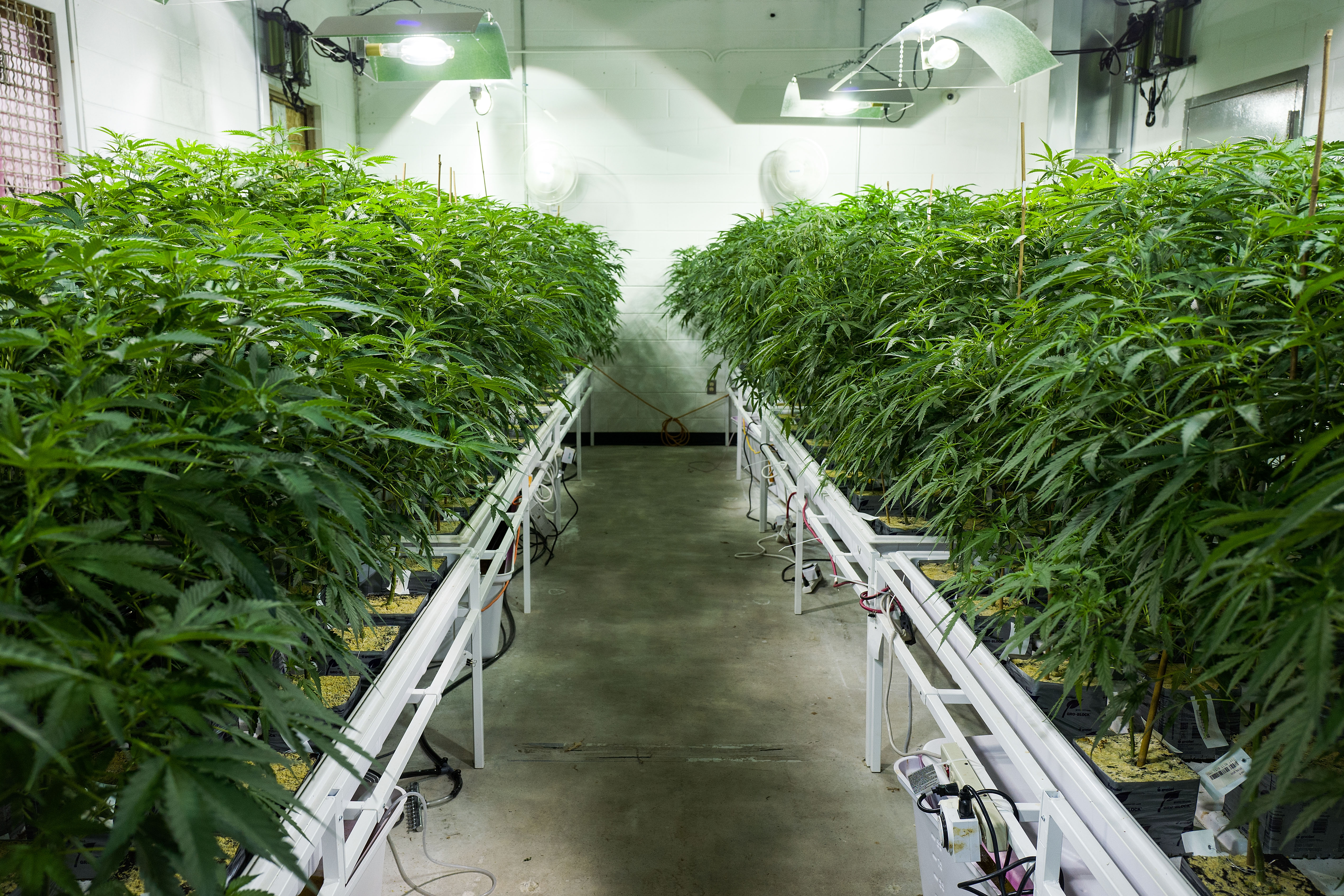 Kannabiszfarm Johnstownban - Fotó: AFP/Drew Angerer/Getty Images
