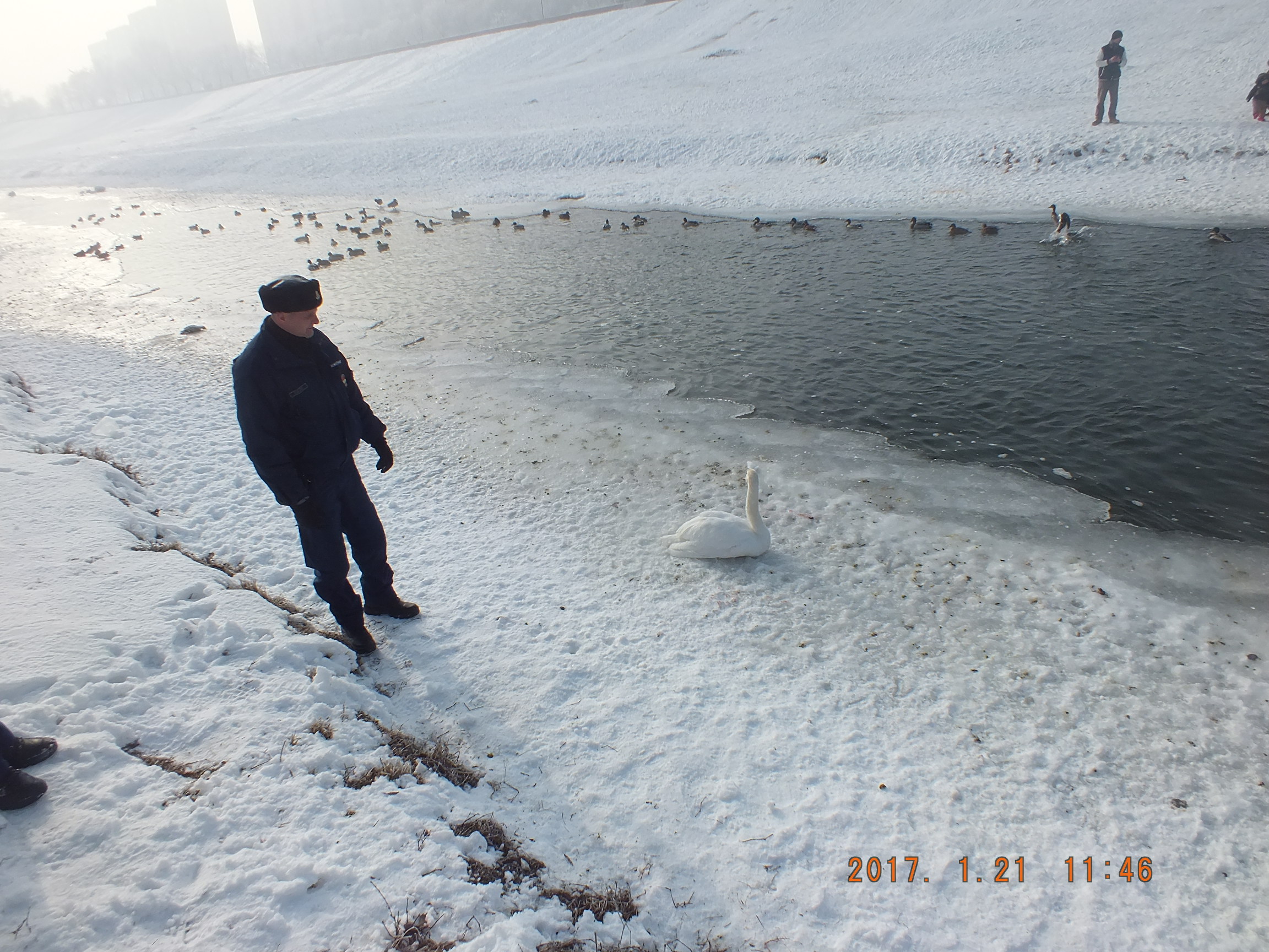 Hattyút mentett ki a jég fogságából a katasztrófavédelem Szolnokon