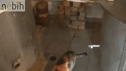 450 kiló penészes túrót és egy tarka macskát talált egy kistarcsai tejüzemben a Nébih
