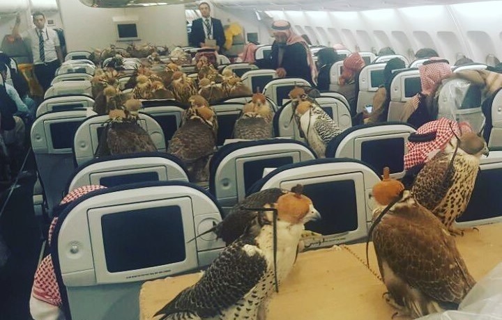 Egy szaúdi herceg 80 sólymának vett repülőjegyet