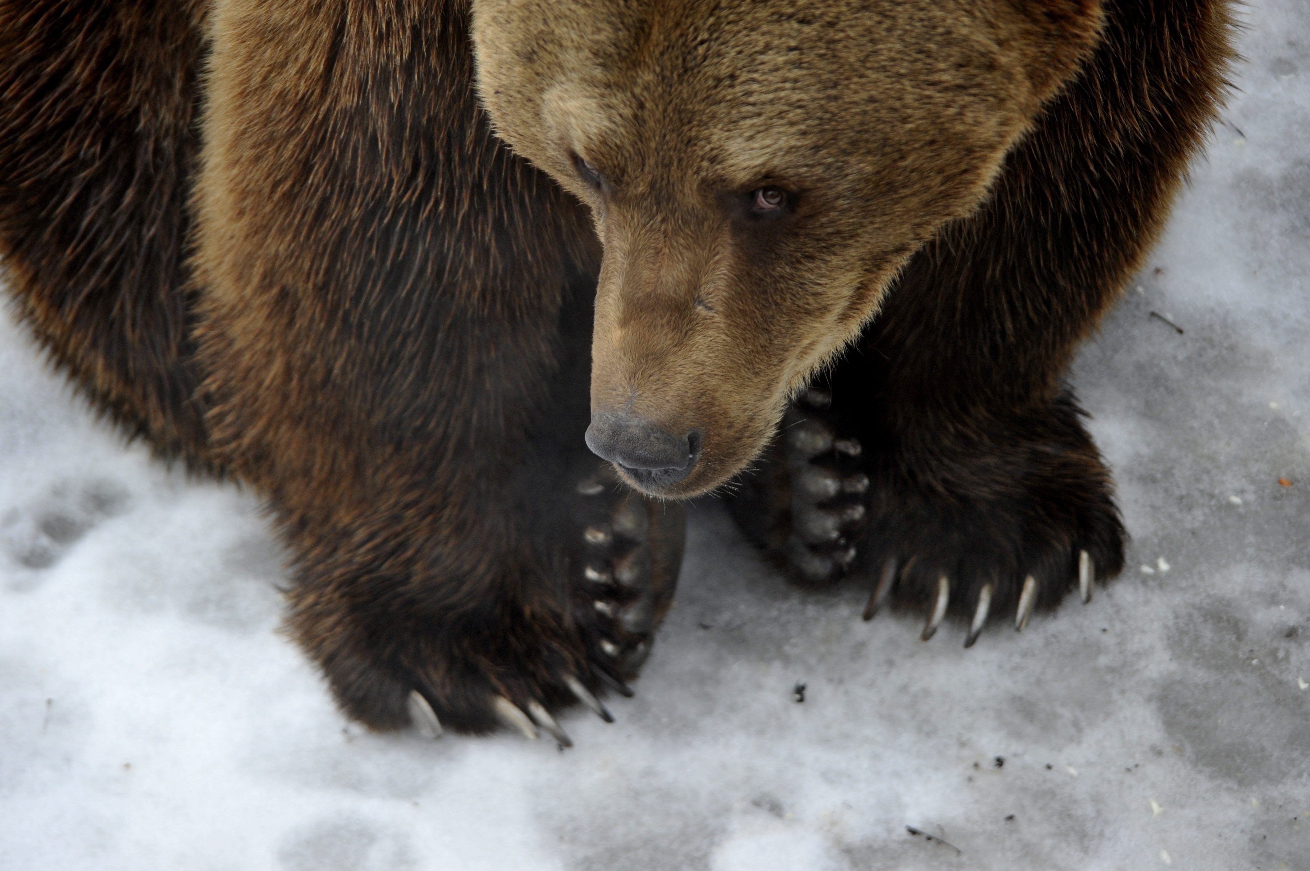 A medvék ellen tüntettek székelyföldi gazdák Bukarestben