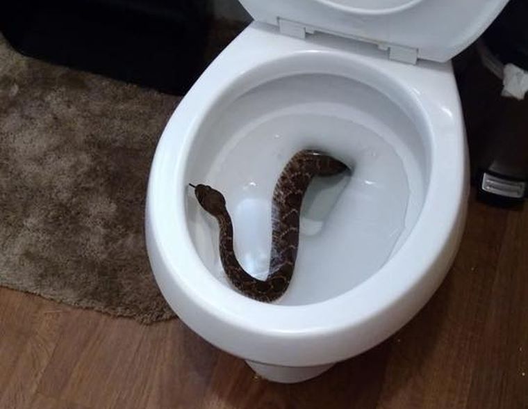 Megvalósult rémálom: csörgőkígyó mászott ki a vécéből