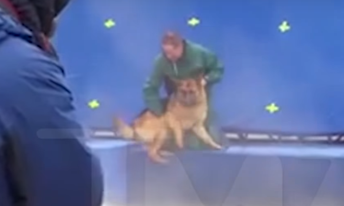 Állítólag nem erőszakolták bele a vízbe a németjuhászt az Egy kutya négy élete forgatásán