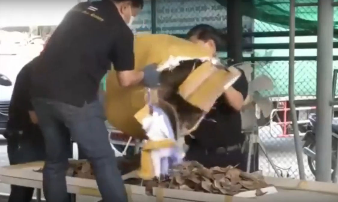 Közel egymillió dollárnyi tobzoska-pikkelyt foglaltak le Thaiföldön