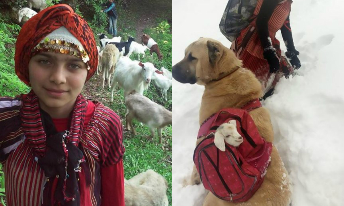 Egy 11 éves kislány megmentette a kecskegidák és az anyukájuk életét