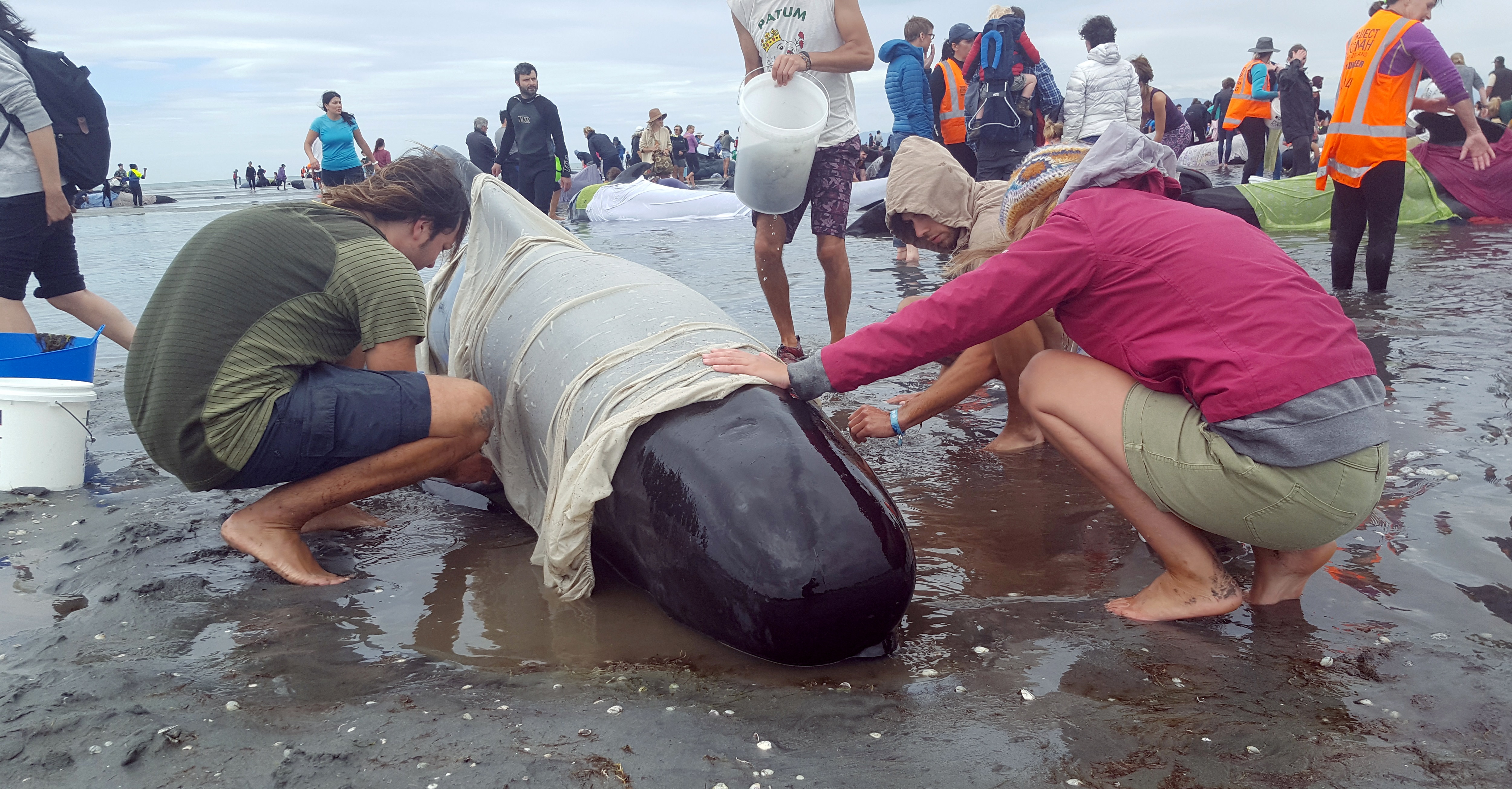 Több száz gömbölyű fejű delfin halt meg Új-Zéland partjainál
