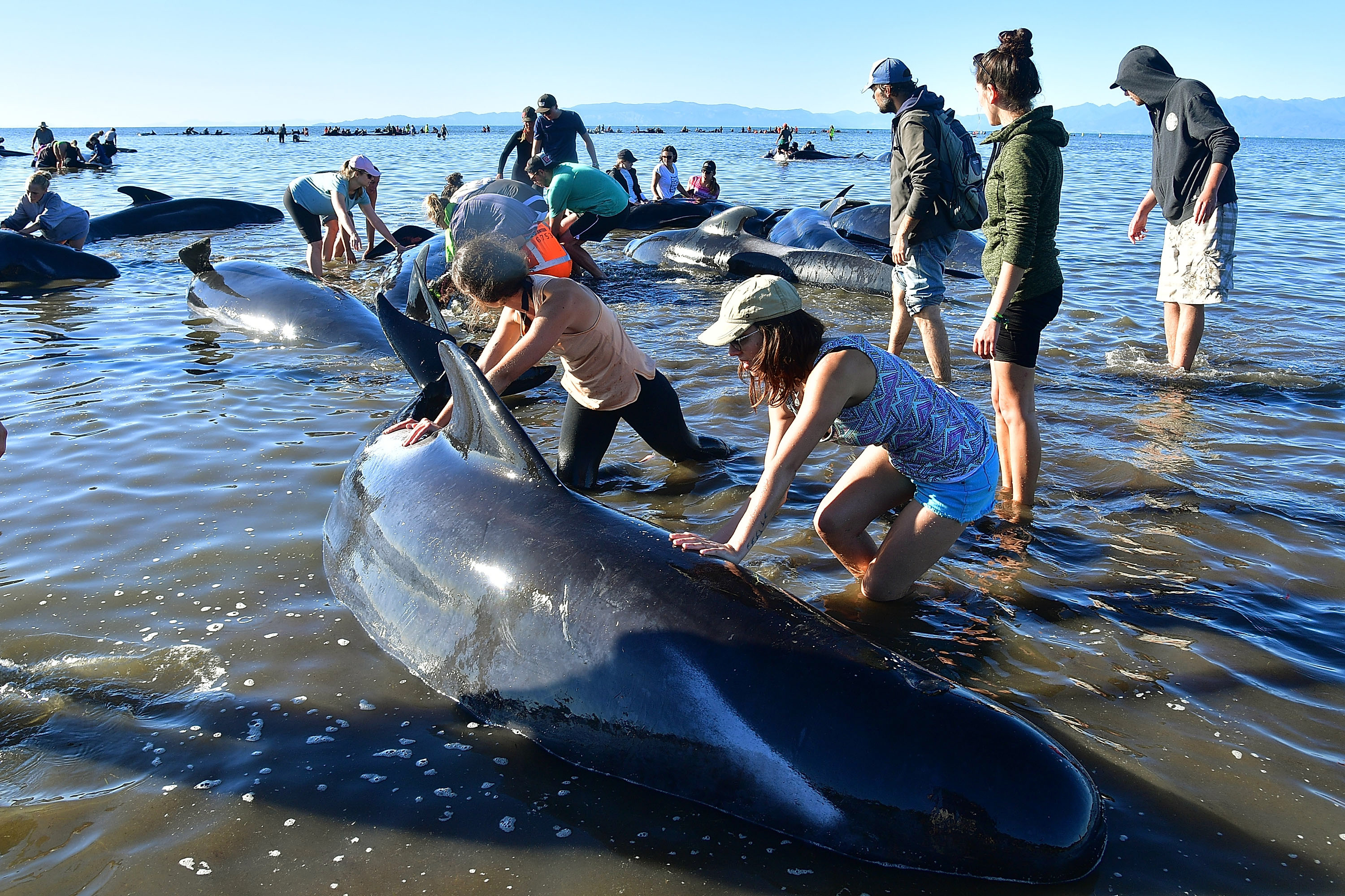 A dagály mentett meg kétszáz partra vetett delfint Új-Zélandon
