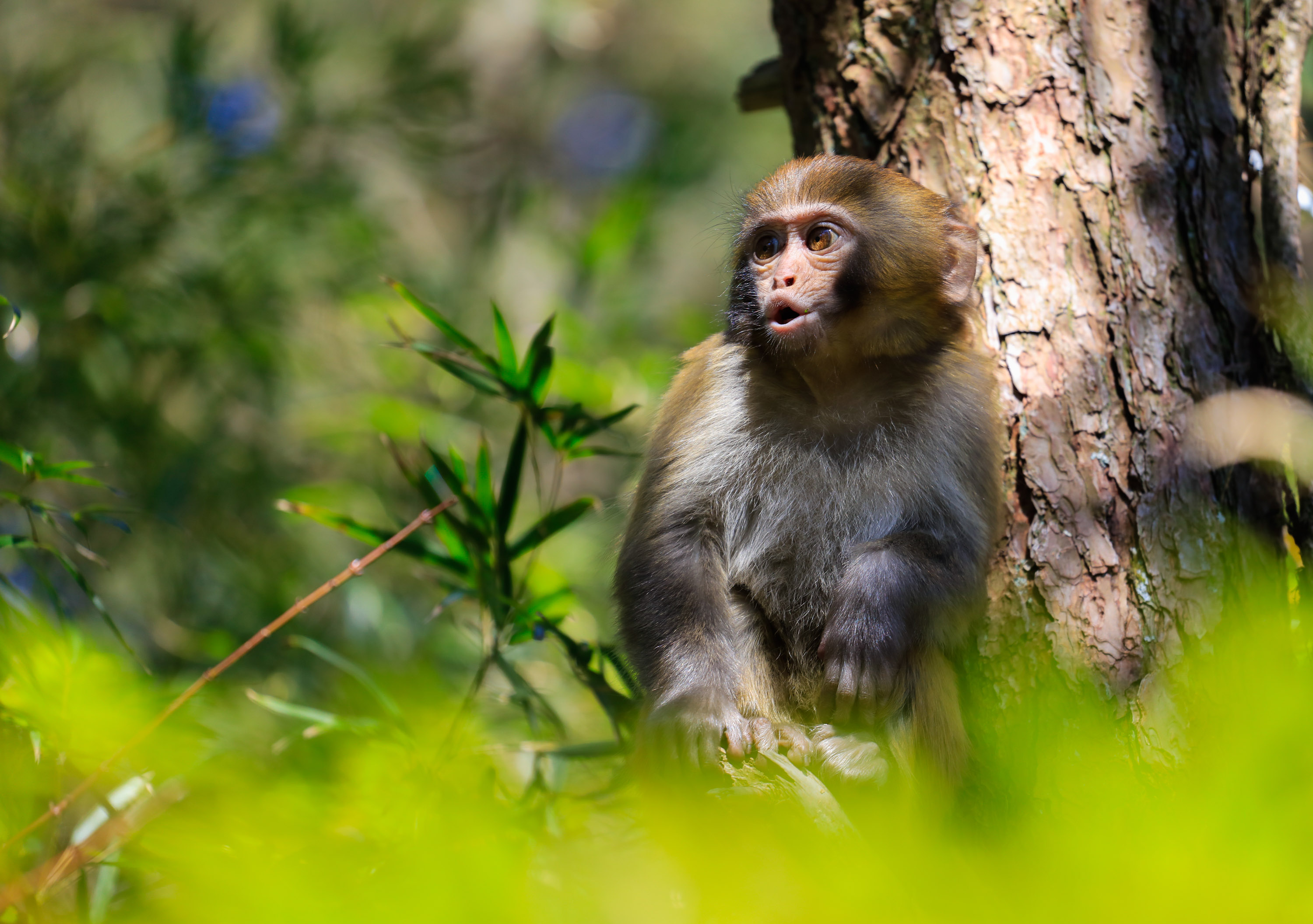 57 makákót altattak el egy japán állatkertben, mert fenyegetést jelentenek a helyi majomvilágra
