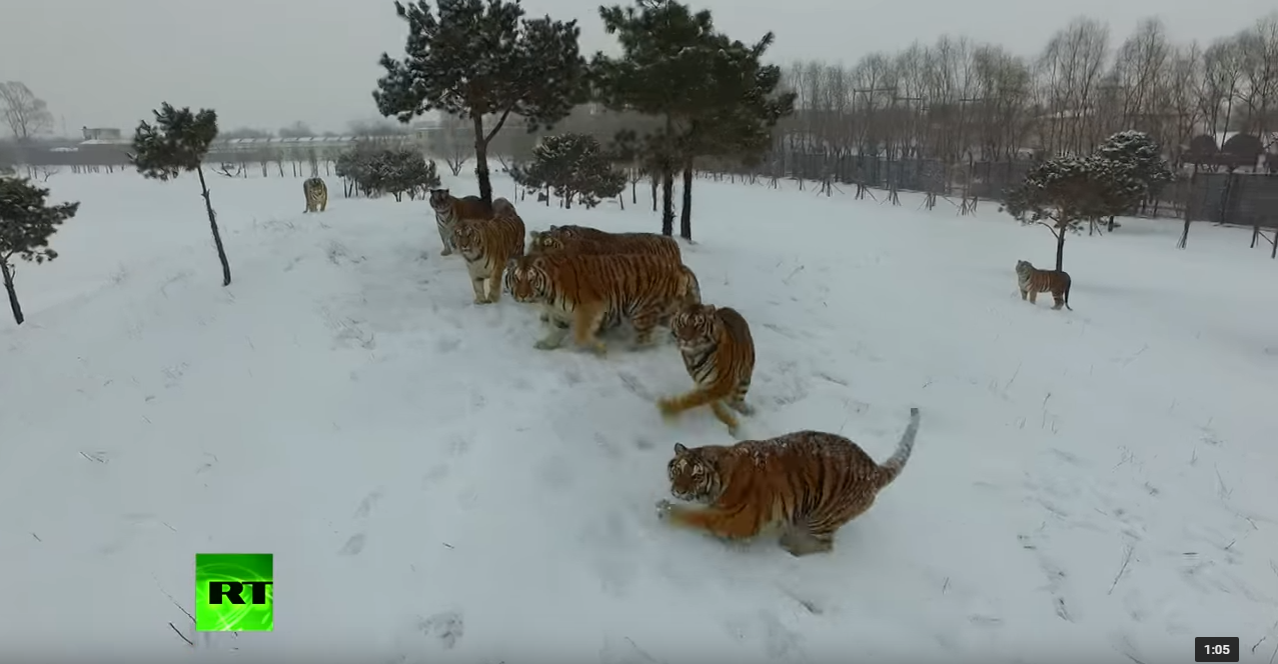 Láttad már a híres cuki videót a drónt üldöző tigrisekről? Sajnos igazából egy tigrisvágóhídon készült