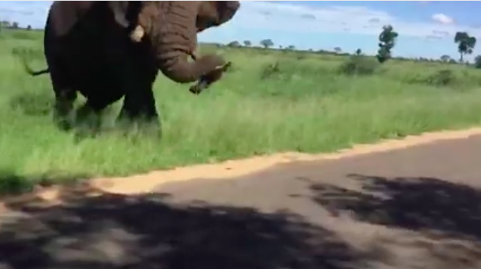 Alaposan ráijesztett a szafrin kiránduló turistákra ez a kiselefánt