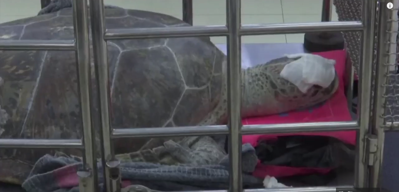 Annyi pénzérmét nyelt le a thai teknős, hogy ötkilós pénzlabda alakult ki a gyomrában, ami megrepesztette a haspáncélját