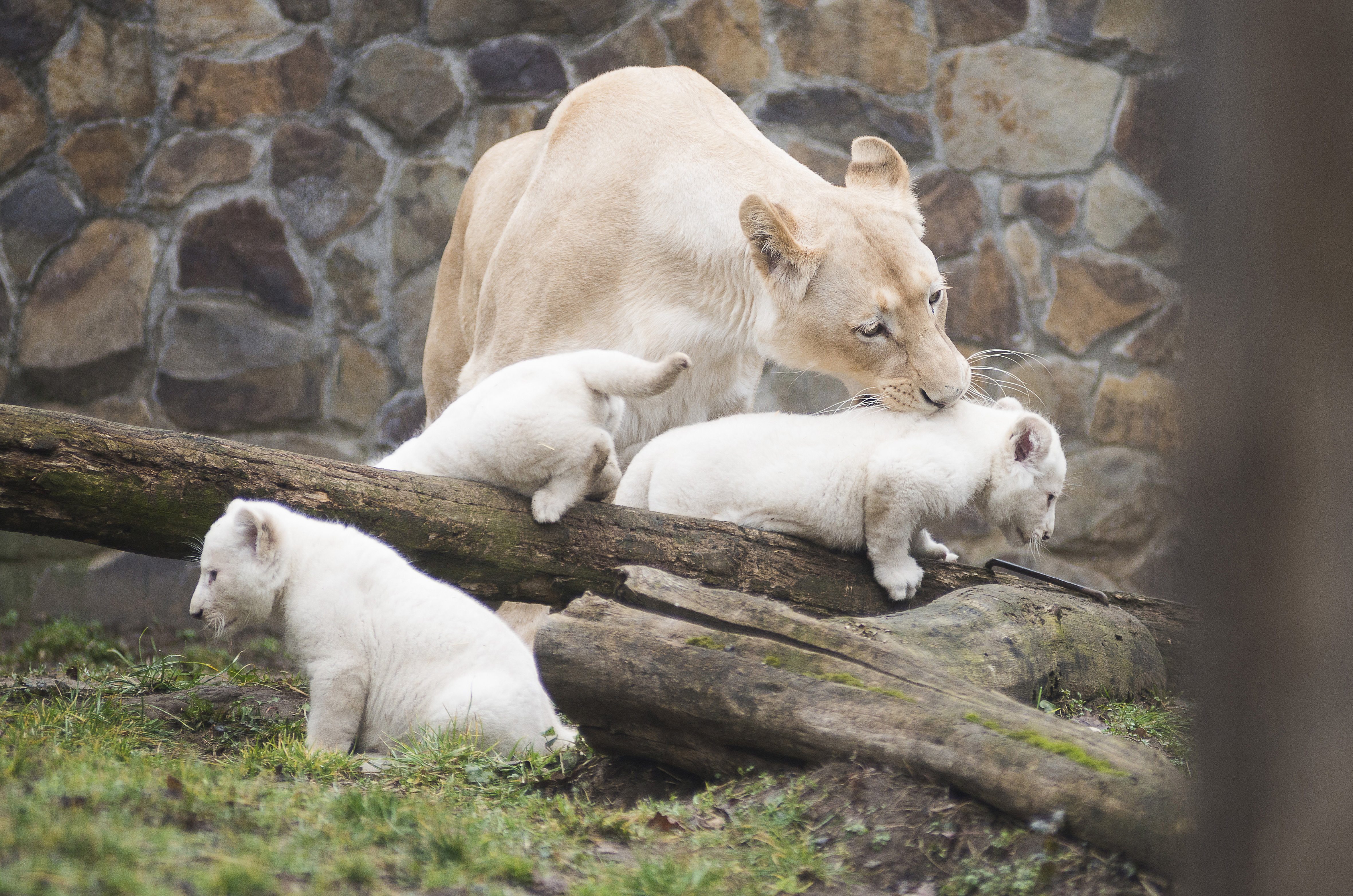Sétáltatás közben halálra marták gondozójukat a fehér oroszlánok