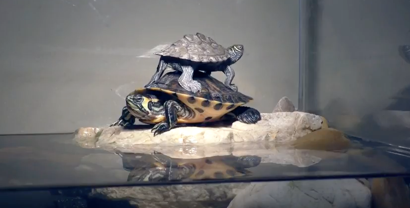 A nap minidrámája: feljut-e a kisteknős a nagyobb teknős hátára?