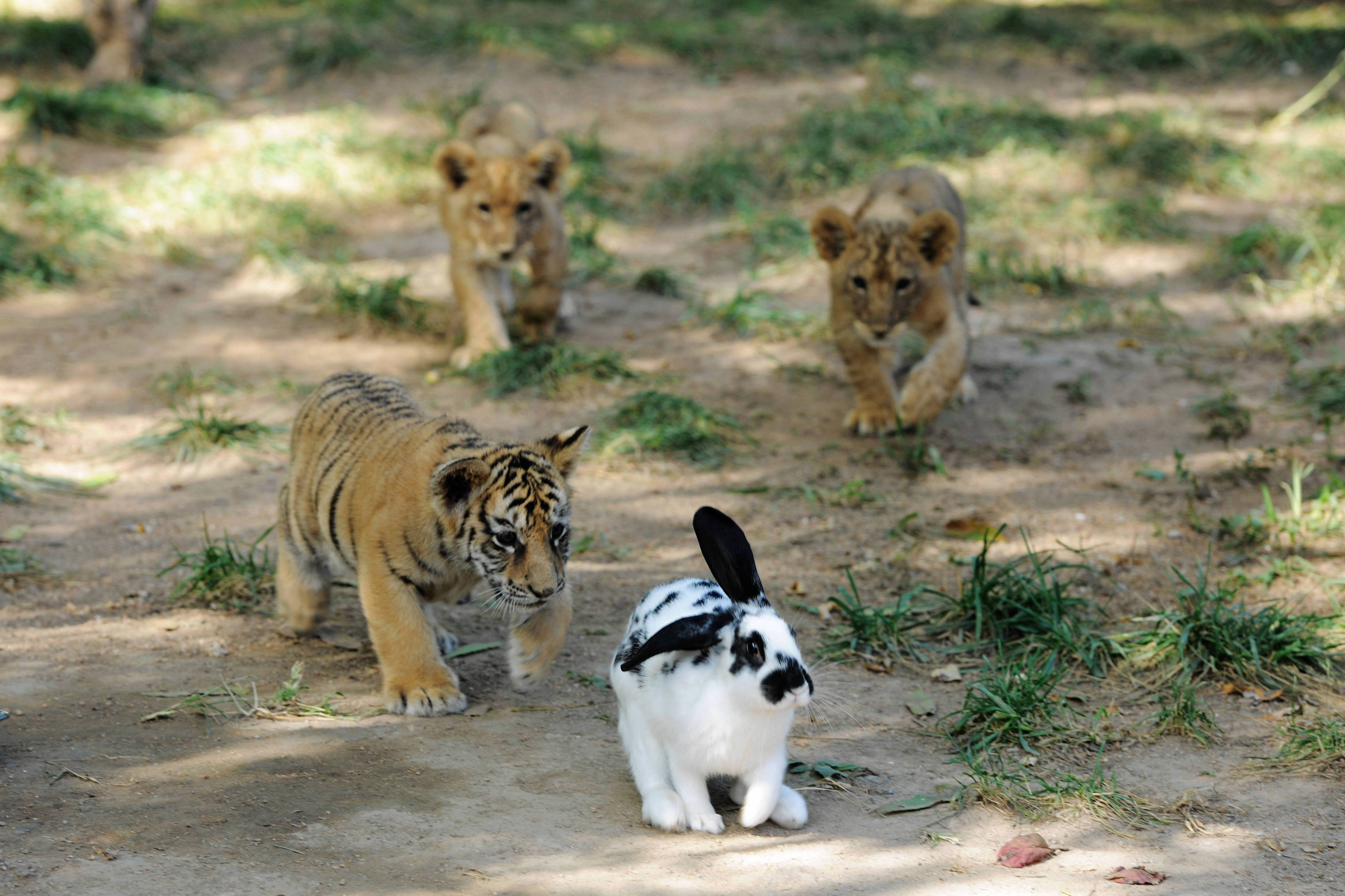 Elpusztult a mariupoli állatkertből moszkvai cirkuszba deportált tigriskölyök