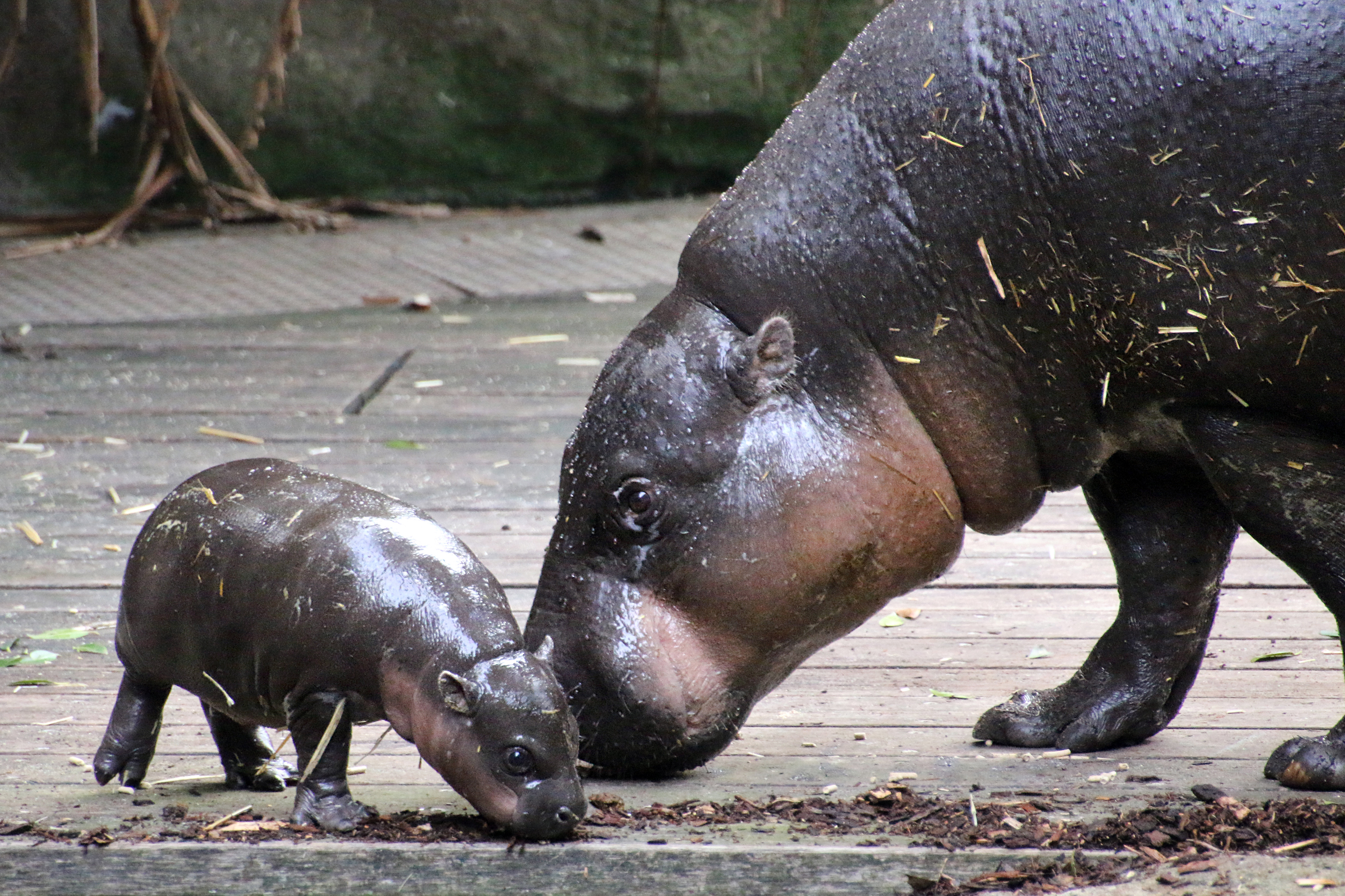 Törpe víziló bébi született Sydney állatkertjében