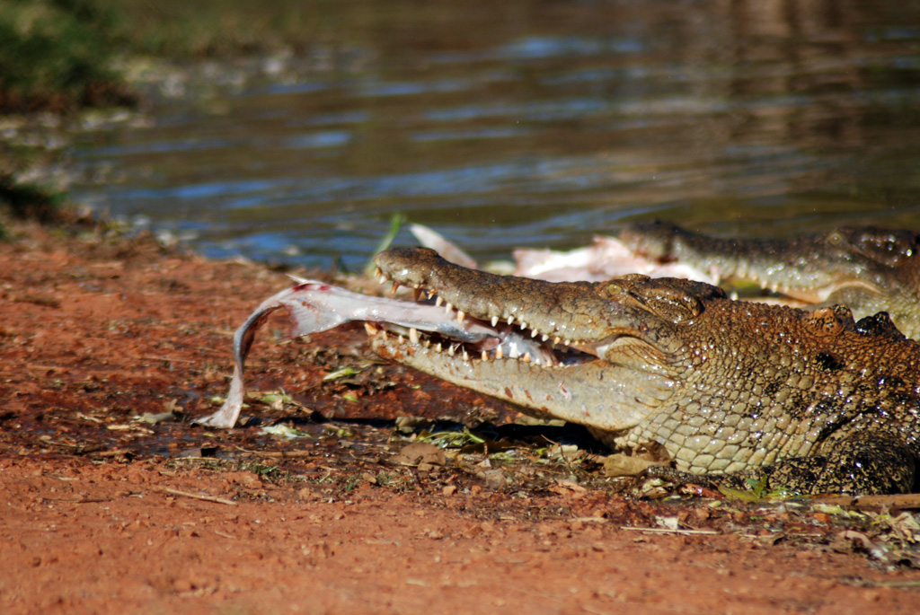 Azt mondták a srácnak, hogy nem mer beugrani a krokodiloktól hemzsegő folyóba