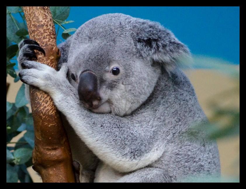 Hetekig küzdöttek Nur-Nuru-Bin, a magyar koala életéért, de el kellett altatni