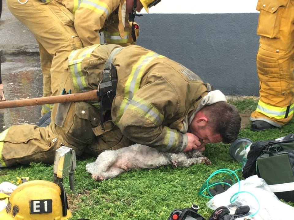 20 percig szájon át lélegeztetett egy kutyát egy kaliforniai tűzoltó