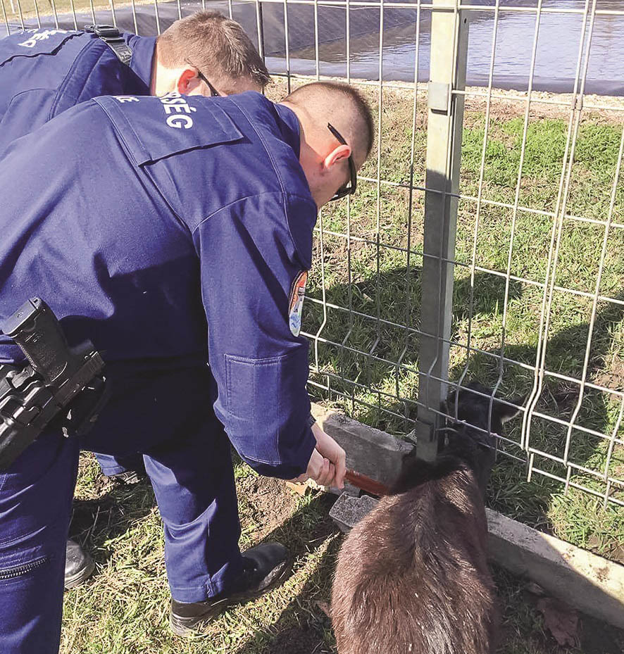 Kerítés alá szorult kecske kért segítséget az arra járó rendőröktől 