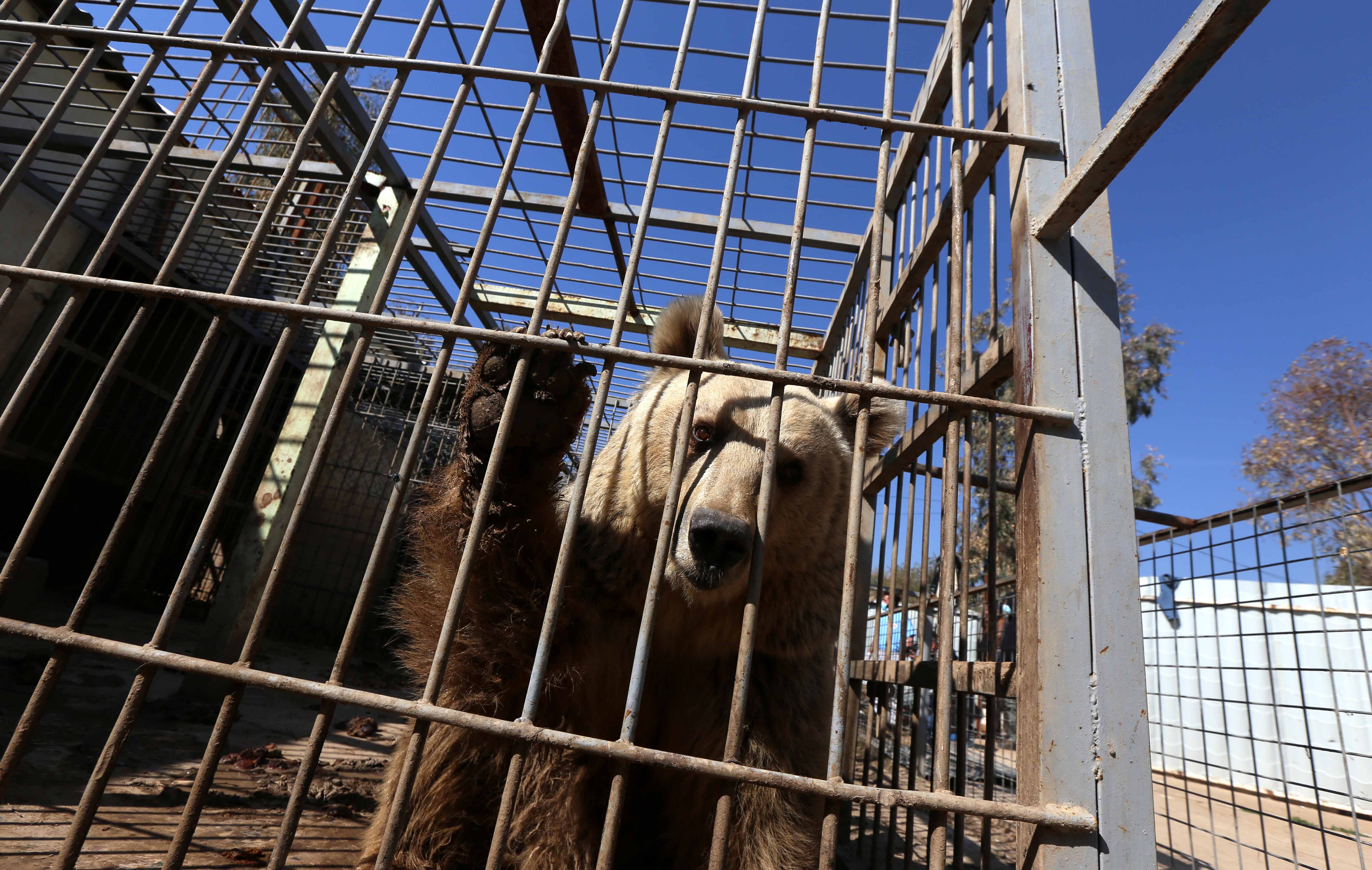 Csak Simba, az oroszlán és Lula, a medve élte túl az Iszlám Állam uralmát a moszuli állatkertben