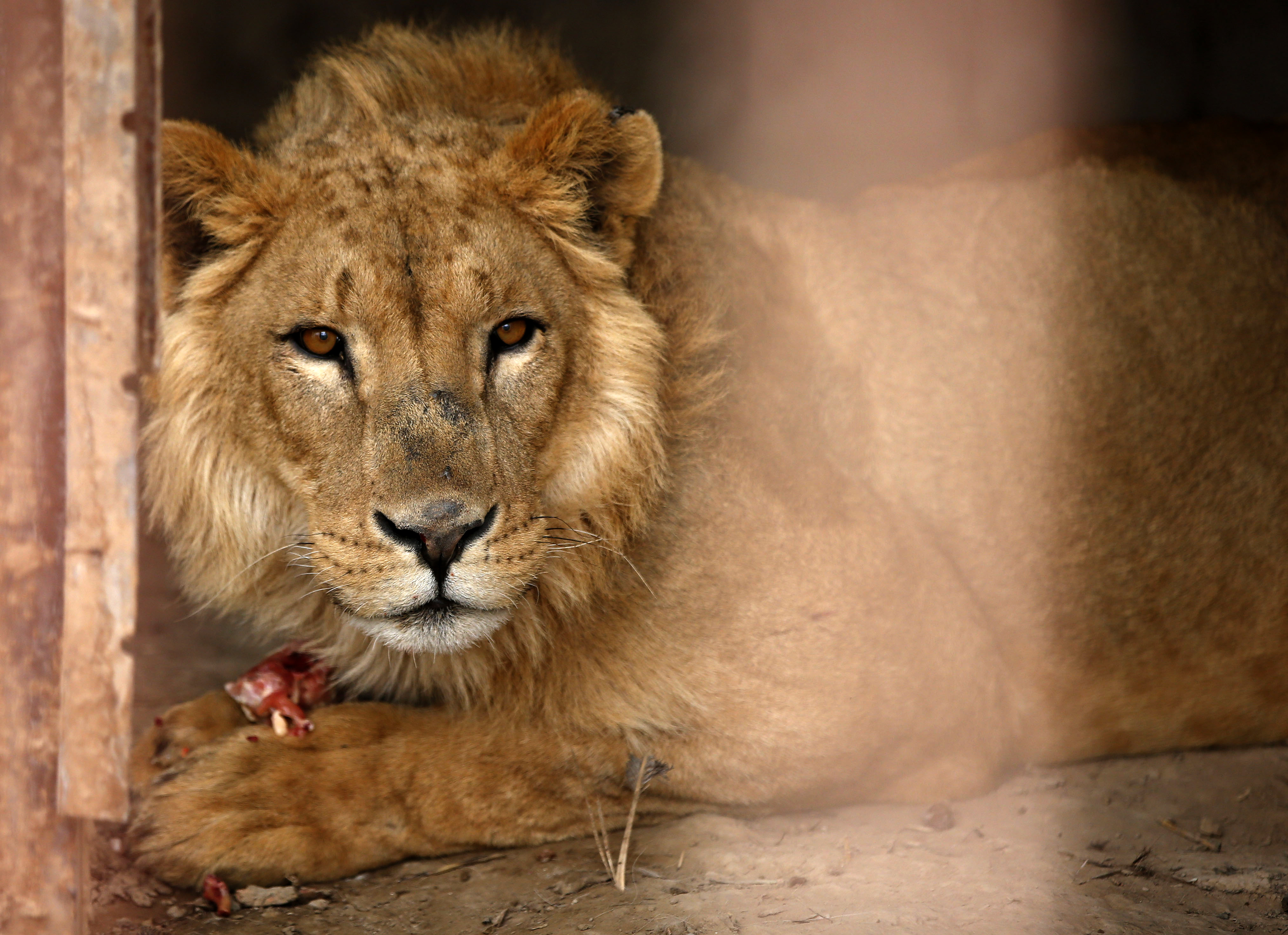 Dél-Afrika egyre több oroszláncsontváz exportját engedélyezi, idén már 800-ét