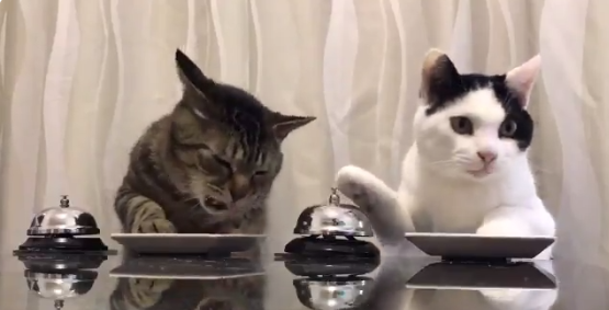 Két cica csengettyűvel jelzi szolgálójának, hogy enni kér