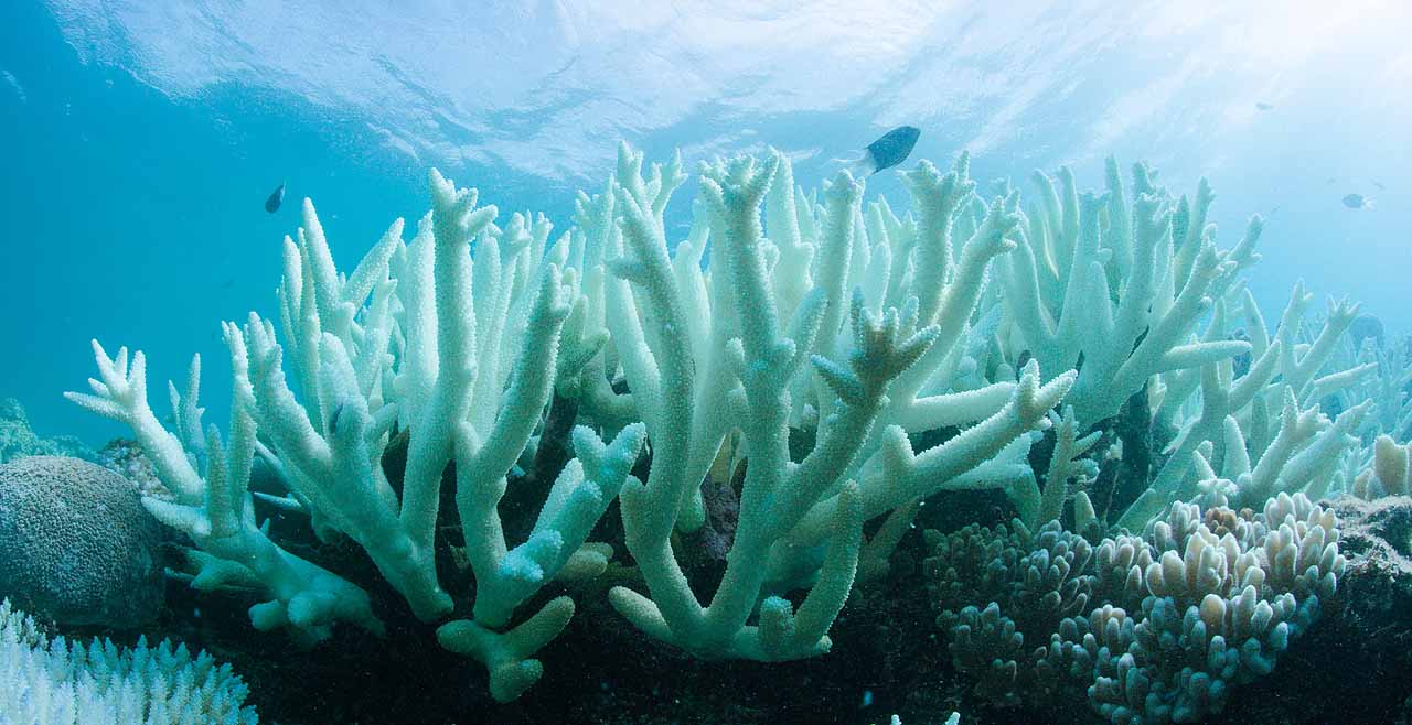 Újra korallfehéredés fenyegeti a Nagy-korallzátonyt