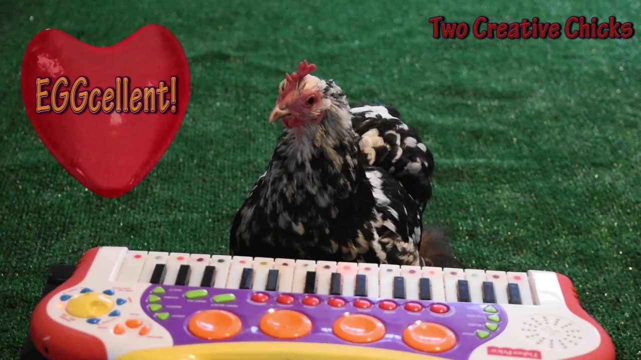 Ugyan már, zongorázni még a csirkék is meg tudnak tanulni!