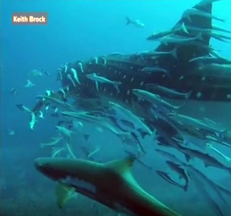 Buszméretű cápát láttak Florida partjainál