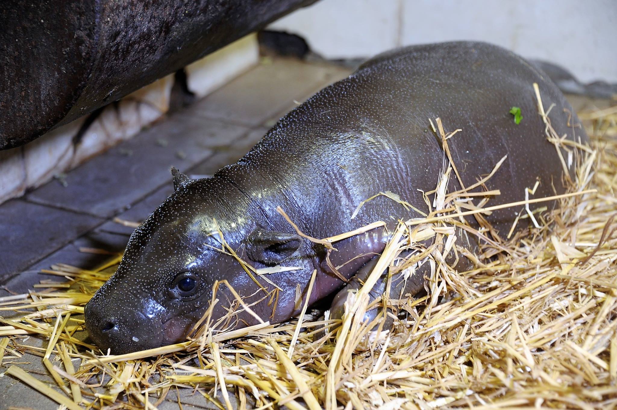 Törpevíziló született a nyíregyházi állatkertben