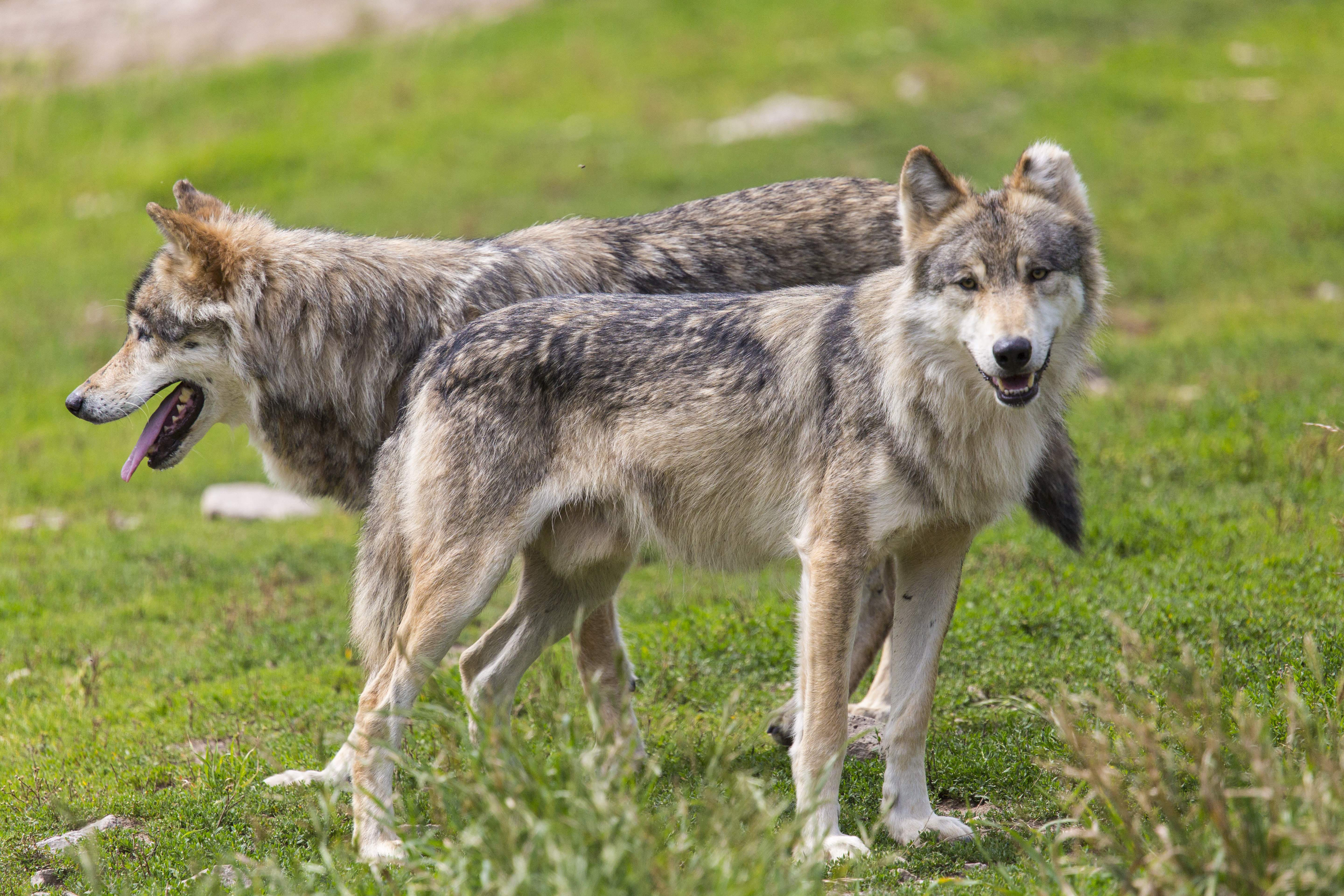 200 év után először bukkant fel vadon élő farkasfalka Dániában
