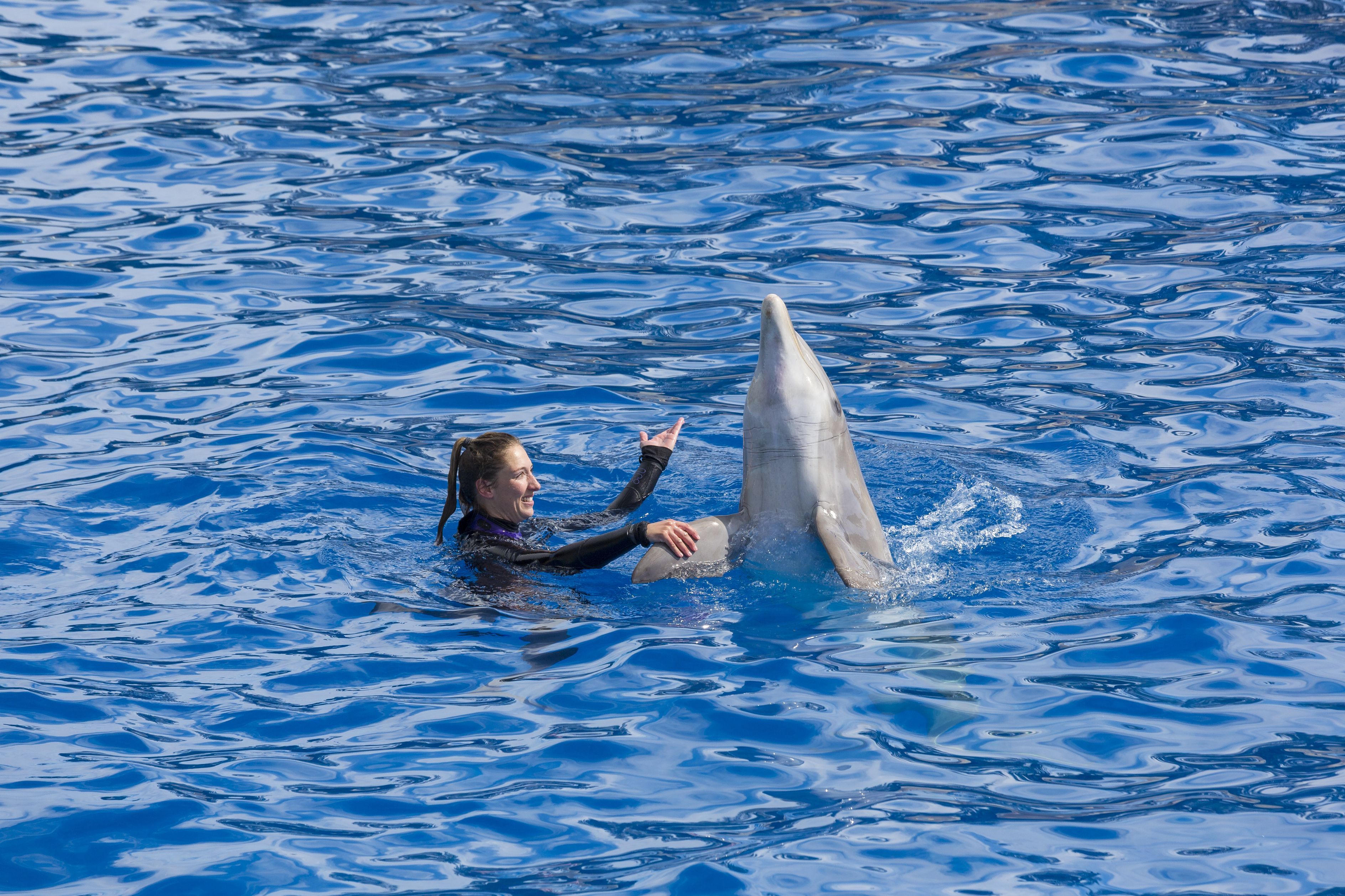 Nem lehet többé delfinekkel úszni Franciaországban