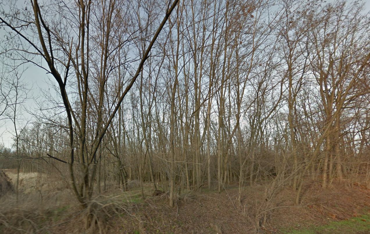 Háromgyerekes apa temethette el élve áldozatát az újlengyeli erdőben