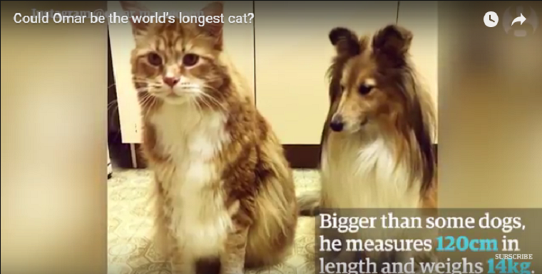 Lehet, hogy ő a világ leghosszabb macskája