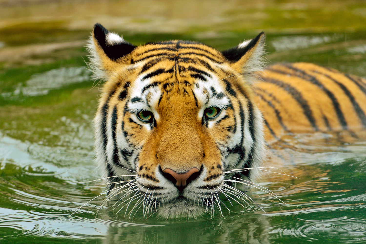 Végleg rács mögé kerül egy három ember halálát okozó tigris Indiában