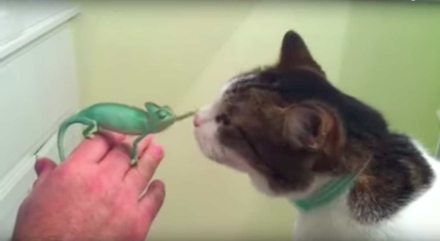 A kibírhatatlanul cuki bébikaméleon életében először találkozik cicával