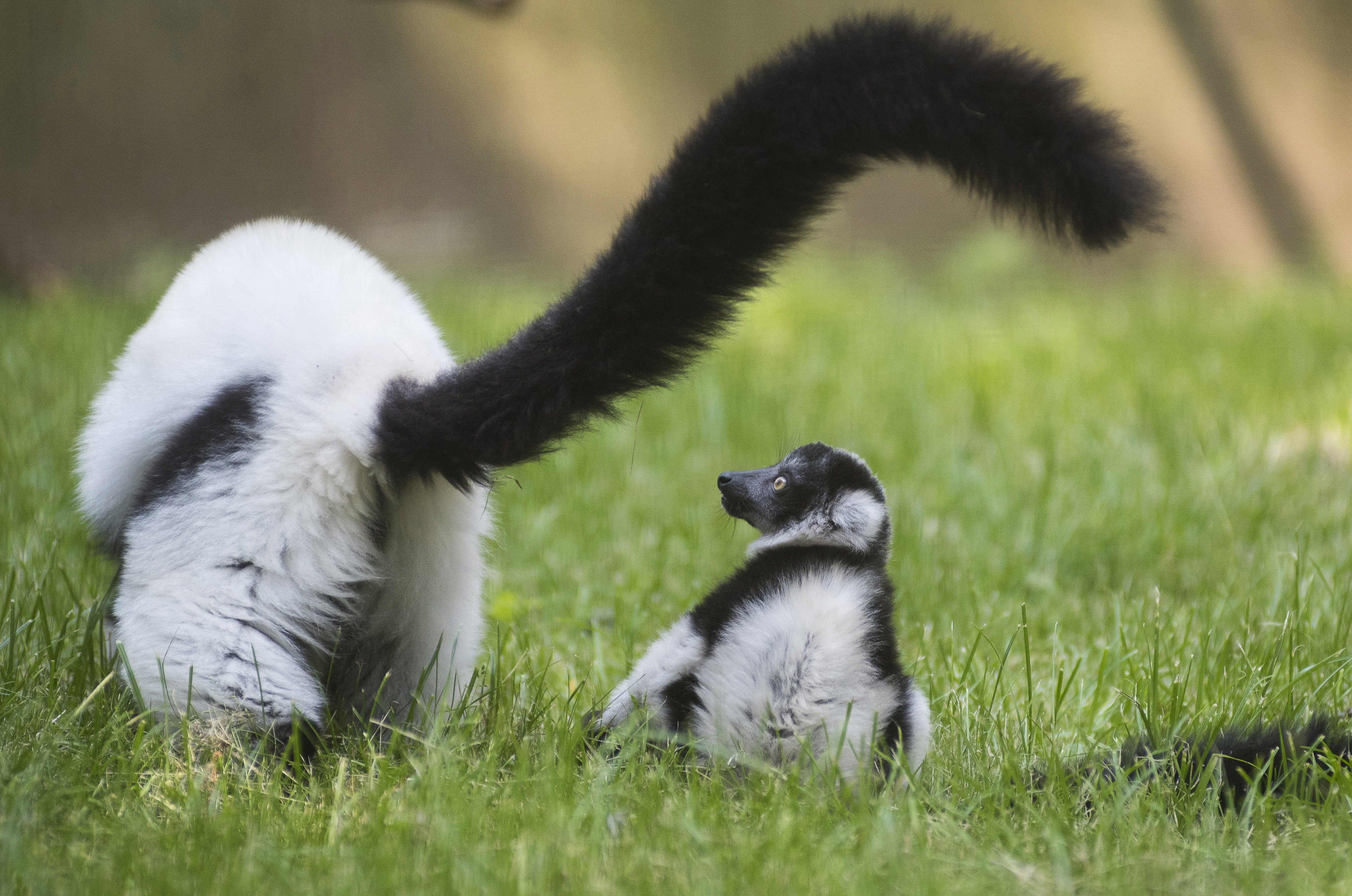Fekete-fehér vari született a nyíregyházi állatkertben