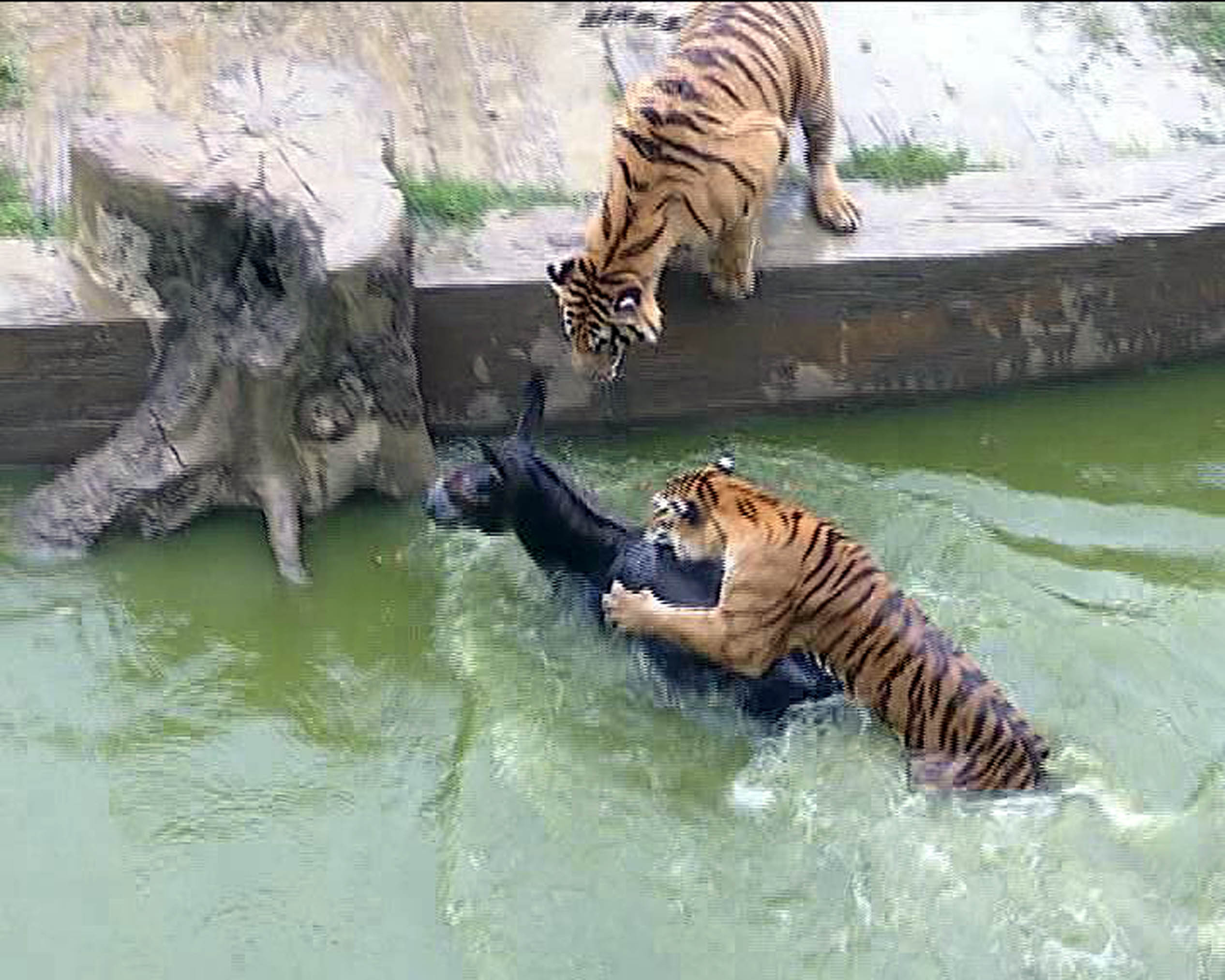 Csődbe ment a kínai állatkert, a megvadult "gondozók" tigrisek közé vetettek egy szerencsétlen szamarat