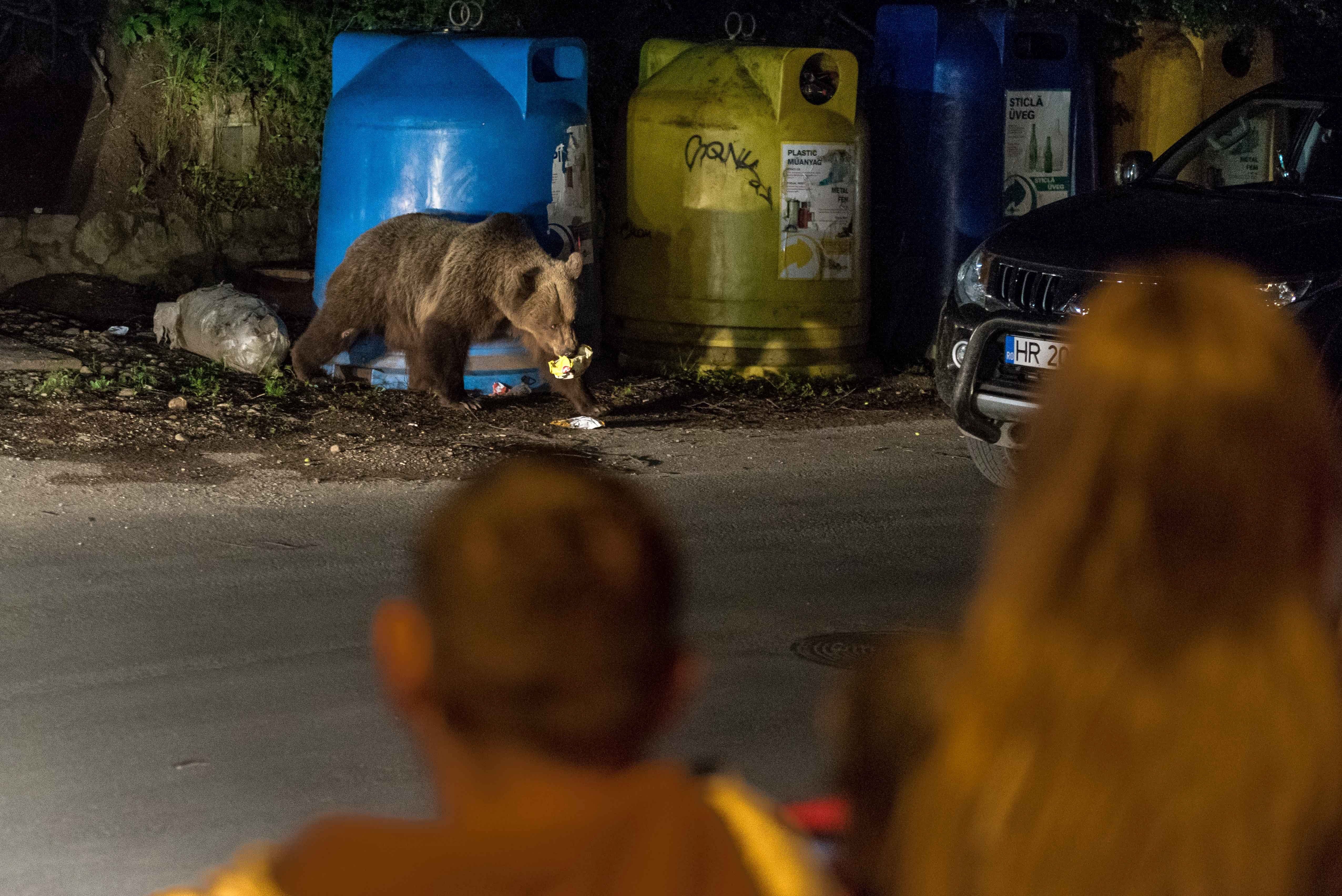 Medvék és vaddisznók is lelátogattak Brassóba csütörtök éjjel