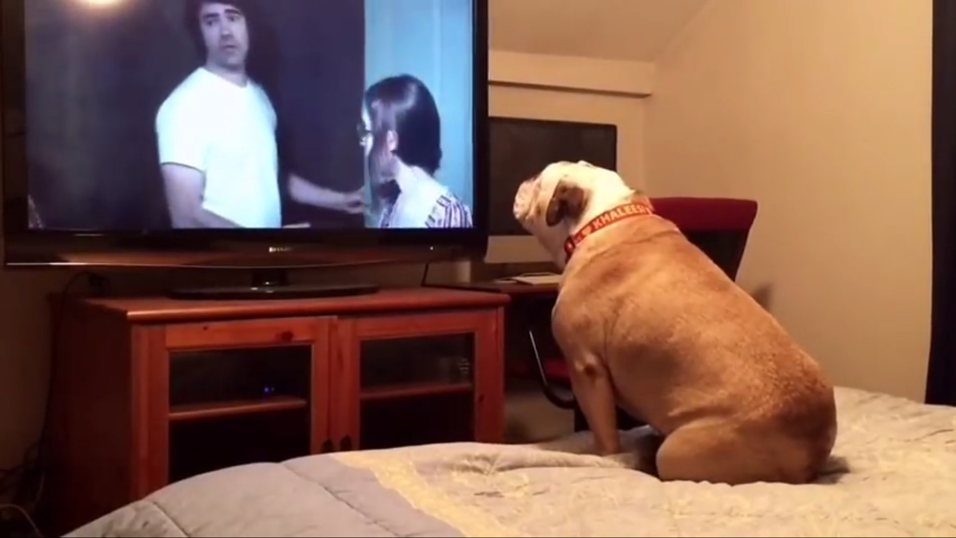 Horrorfilmet néz a kutya megvolt?