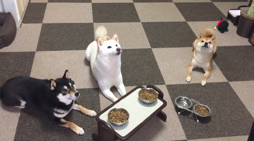 Ezek az illedelmes kutyusok nagyon türelmesen várják a vacsorát